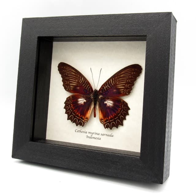 Real Violet Lacewing butterfly framed taxidermy - Cethosia myrina sarnada