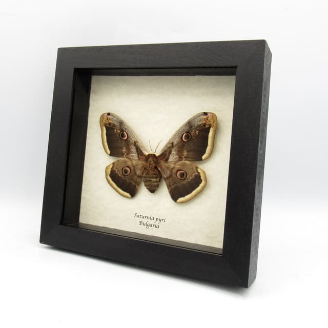 Real XL Peacock moth framed taxidermy - Saturnia pyri - female