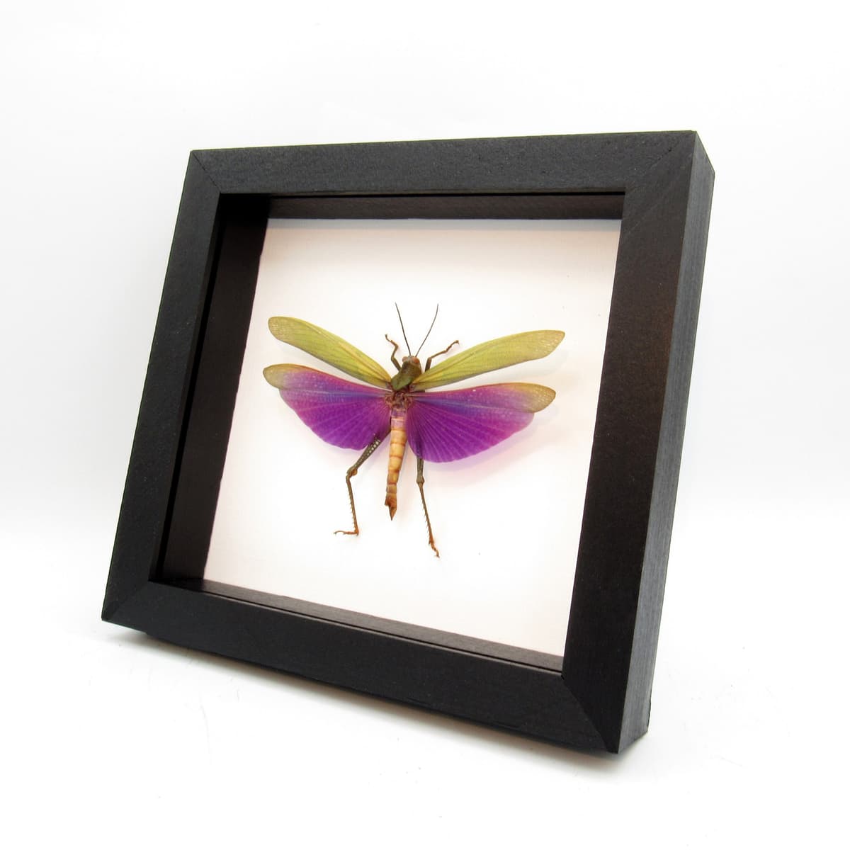Real purple grasshopper framed taxidermy - Titanacris albipes