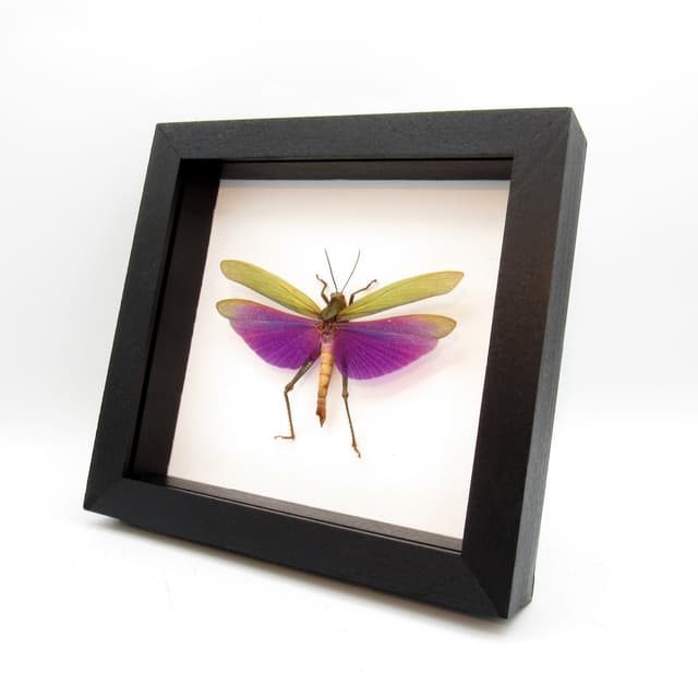 Real purple grasshopper framed taxidermy - Titanacris albipes