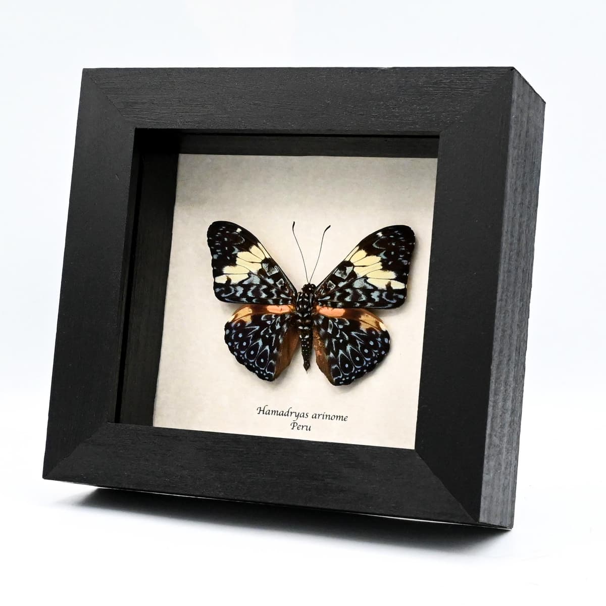 Real blue Cracker butterfly framed taxidermy - Hamadryas arinome
