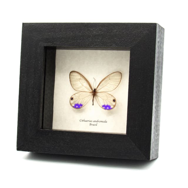 Very rare purple Glasswing butterfly framed taxidermy - Cithaerias andromeda