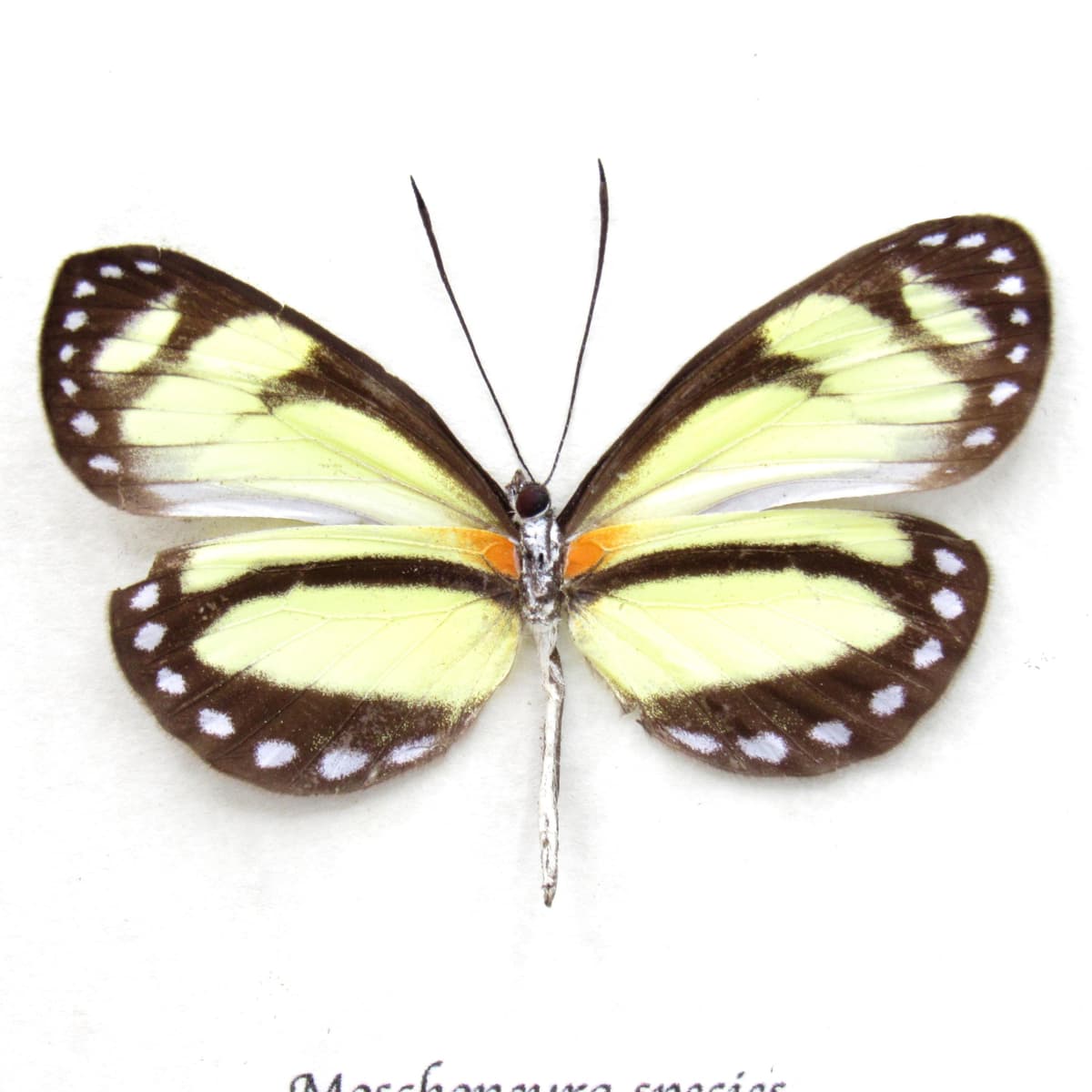 Real yellow Longwing butterfly framed taxidermy - Moschoneura species