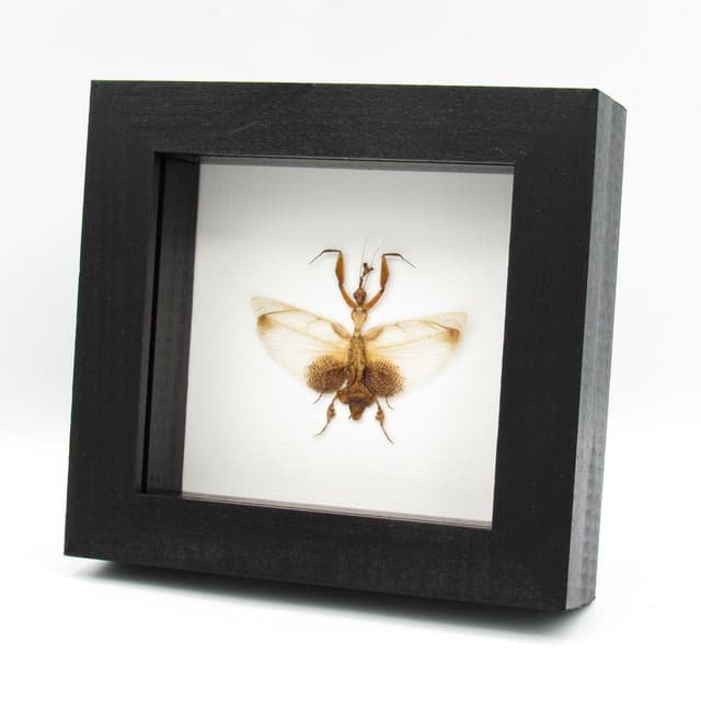 Rare Ghost Mantis framed taxidermy - Phyllocrania paradoxa