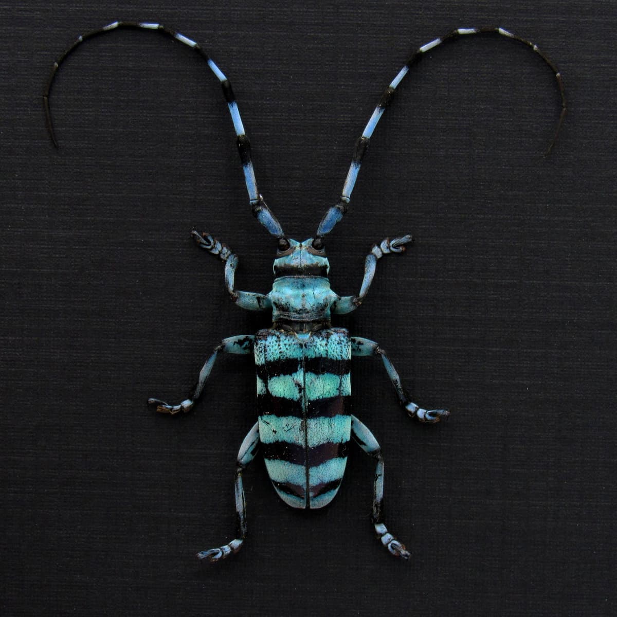 Real blue Longhorn beetle framed taxidermy - Anoplophora longehisuta