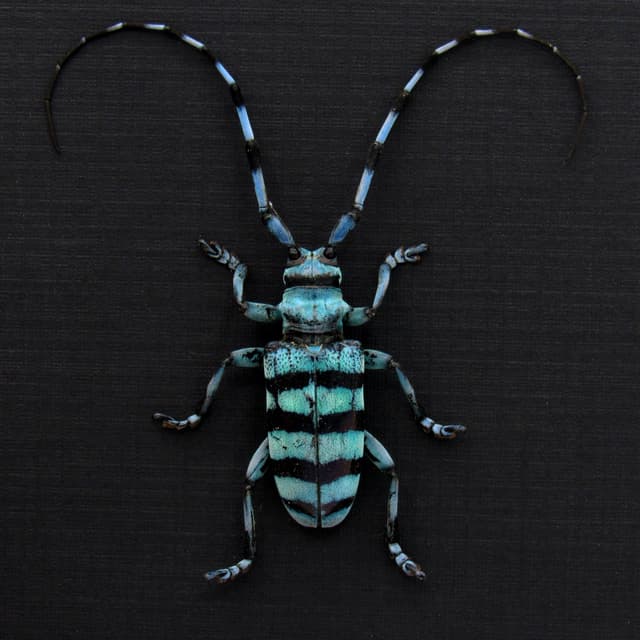 Real blue Longhorn beetle framed taxidermy - Anoplophora longehisuta