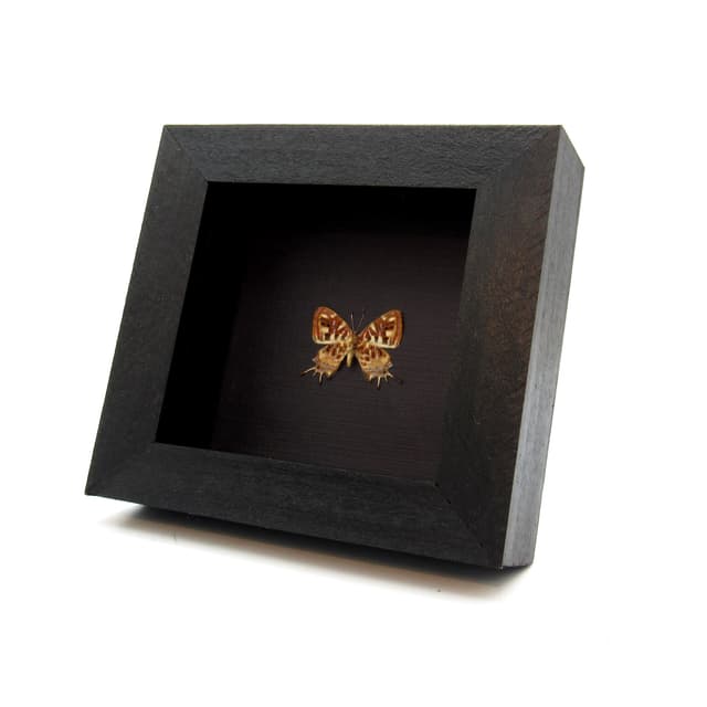 Rare tiny Metalmark butterfly framed taxidermy - Sarota chrysus