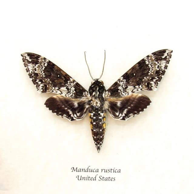 Real large Rustic Sphinx moth framed taxidermy - Manduca rustica