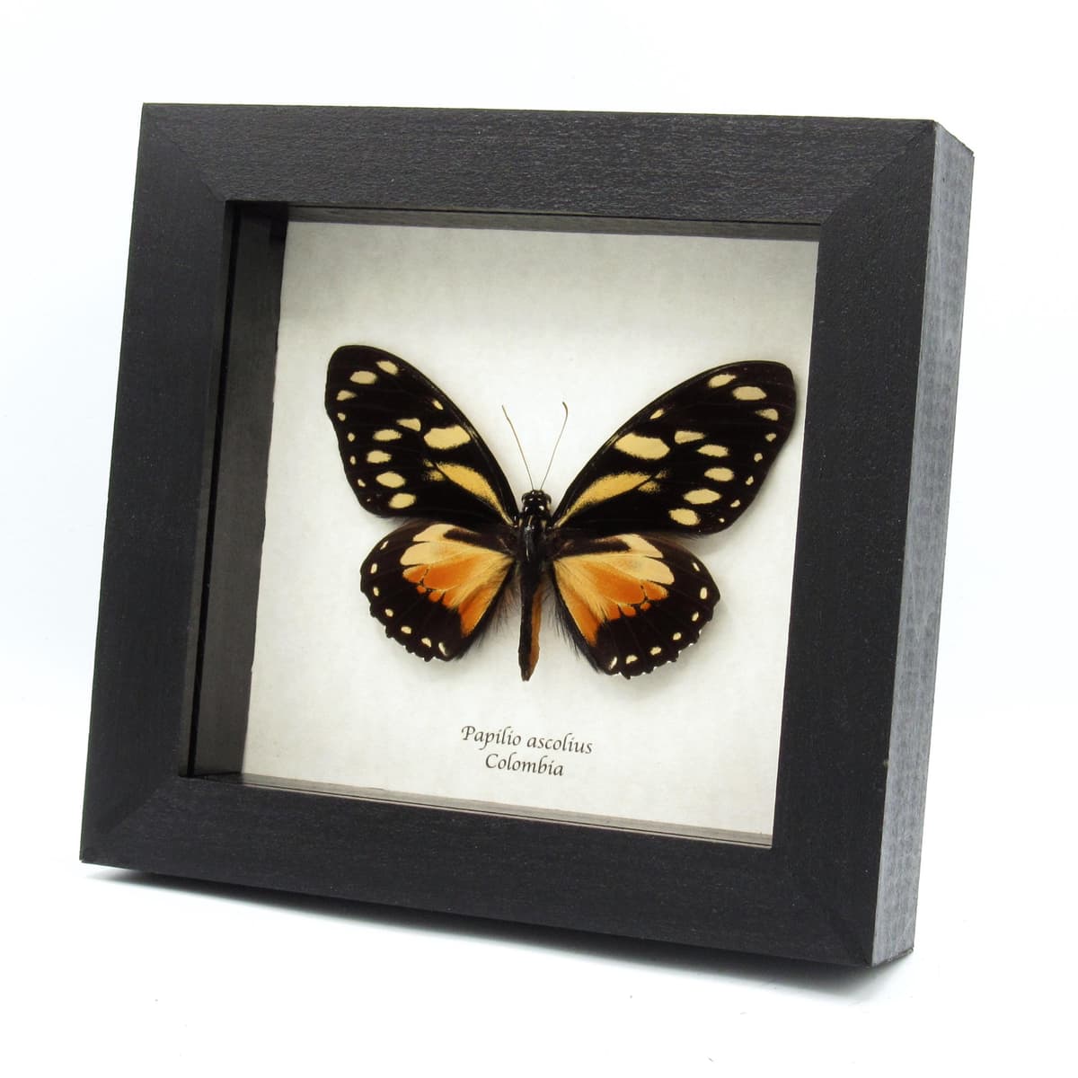 Rare orange Ascolius butterfly framed taxidermy - Papilio ascolius