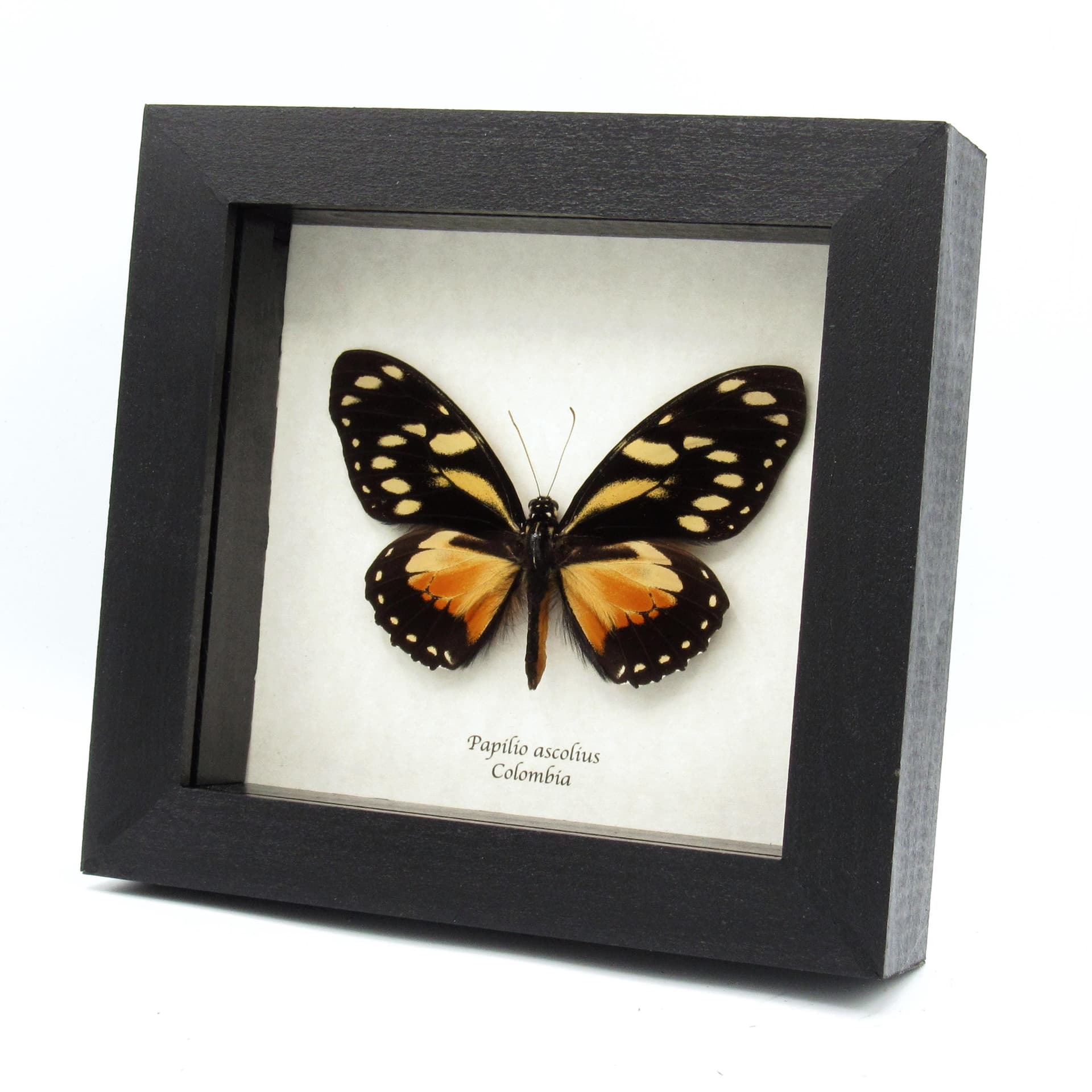 Rare orange Ascolius butterfly framed taxidermy - Papilio ascolius