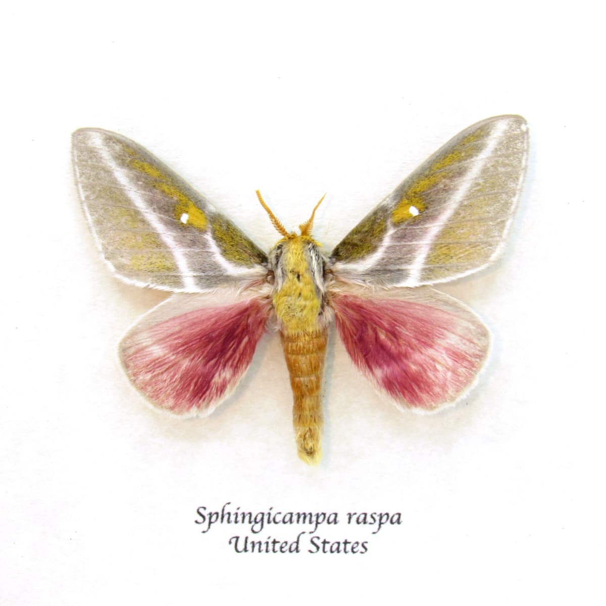 Real pink moth framed taxidermy - Sphingicampa raspa