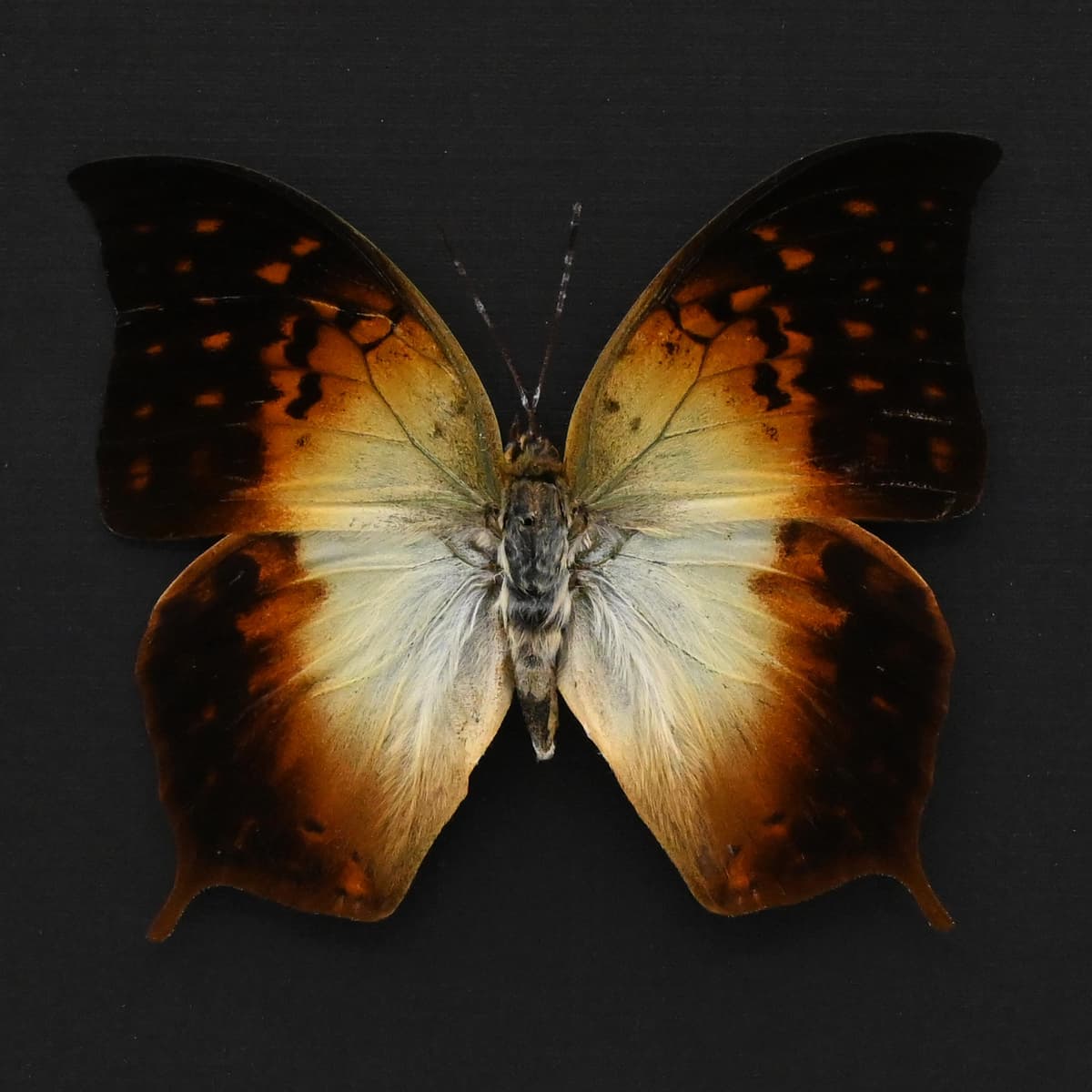Real sunrise butterfly framed taxidermy - Charaxes fulvescens - large female