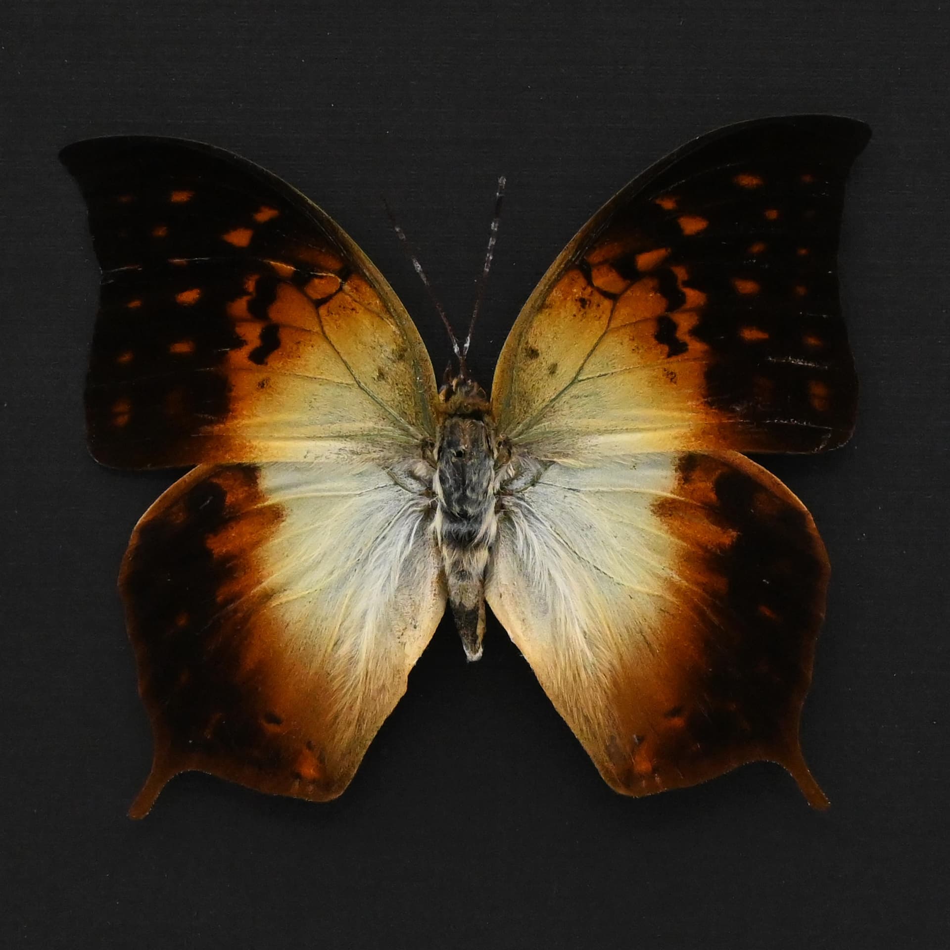 Real sunrise butterfly framed taxidermy - Charaxes fulvescens - large female