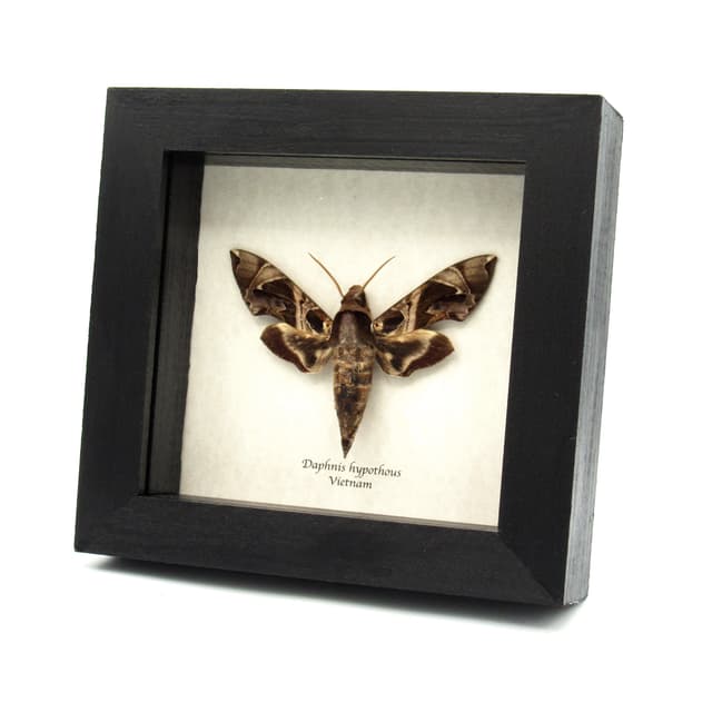 Real Jade Hawkmoth framed specimen - Daphnis hypothous