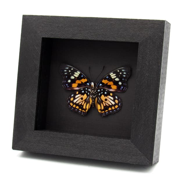 Real framed taxidermy stained glass butterfly - Sephisa chandra