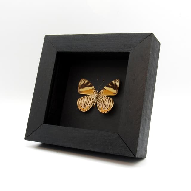 Real Tiger Beauty butterfly framed taxidermy - Tigridia acesta columbina