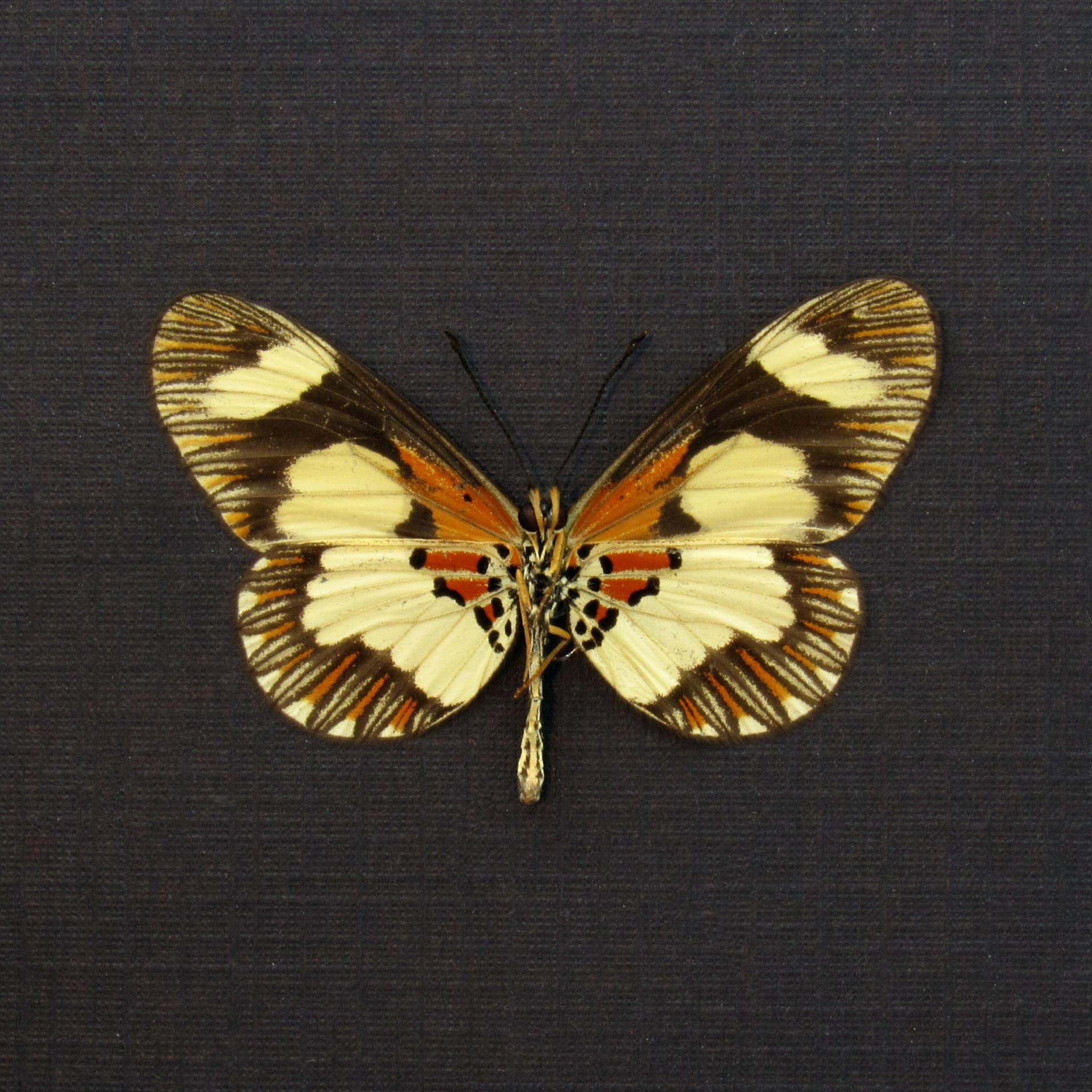 Rare Acraea butterfly framed taxidermy - Acraea species