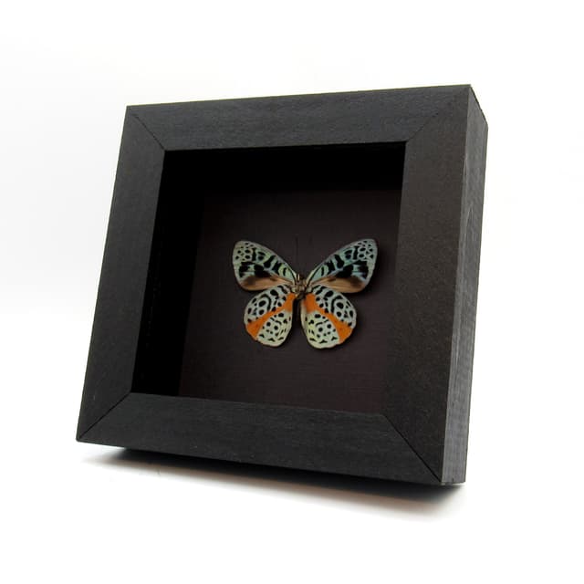 Real metallic butterfly framed taxidermy - Eunica chlorochroa