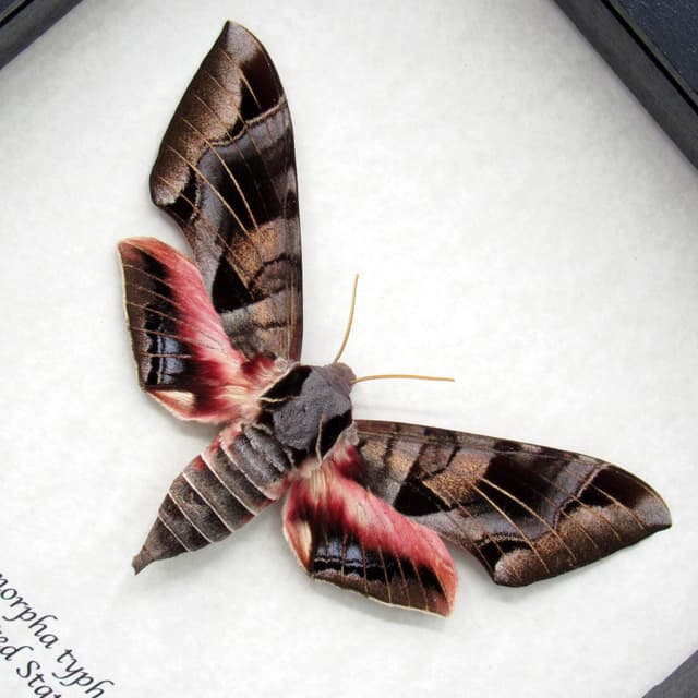 Giant Typhon sphinx moth framed taxidermy - Eumorpha typhon - XL female