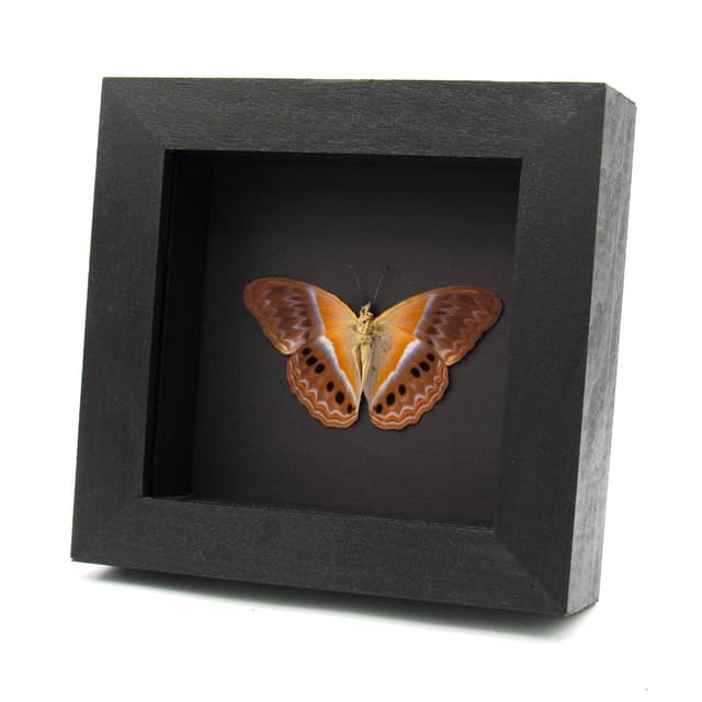 Rare Prismatic butterfly framed taxidermy - Cirrochroa regina paulowna - Victorian mount