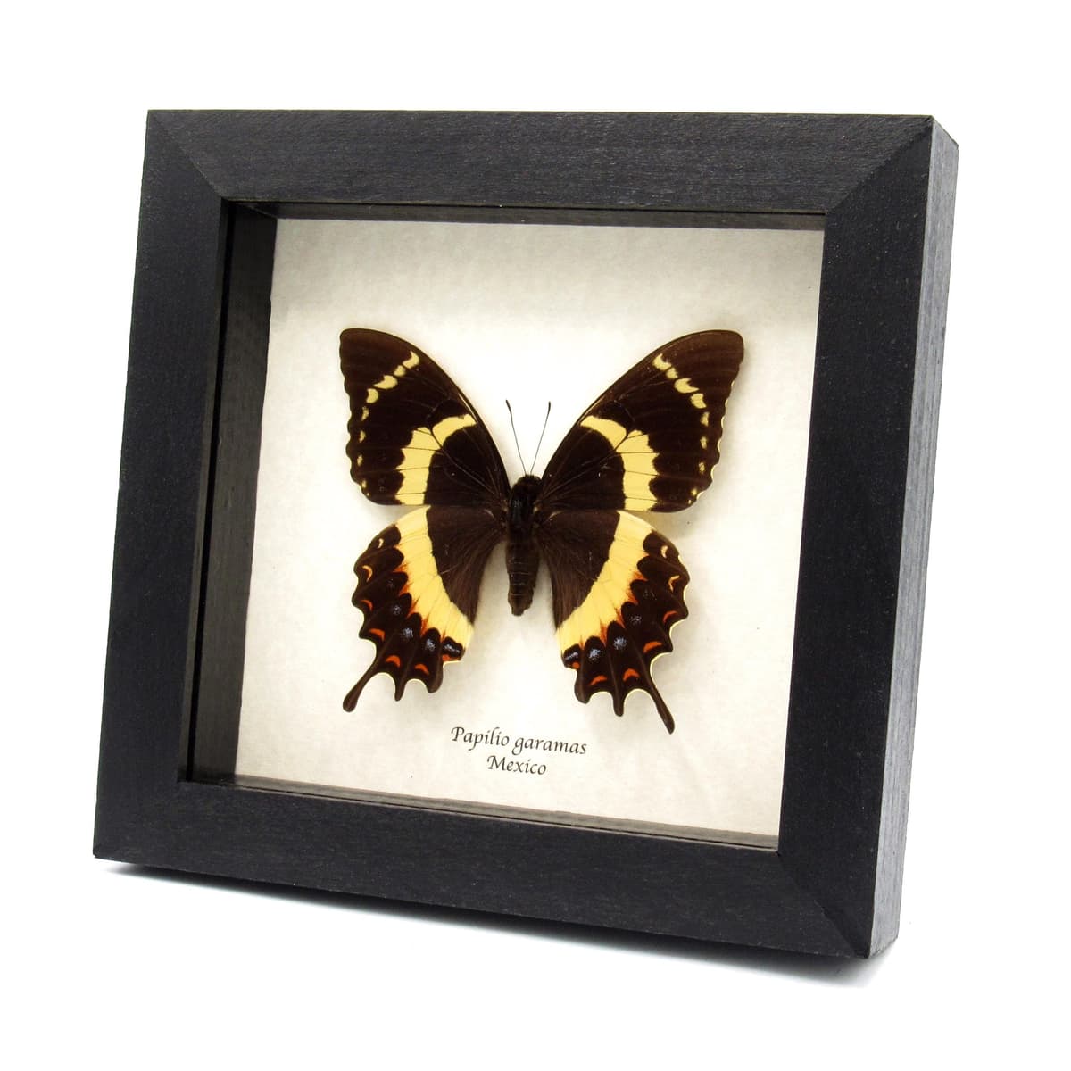 Rare black Magnificent Swallowtail butterfly framed taxidermy - Papilio garamas - Large female