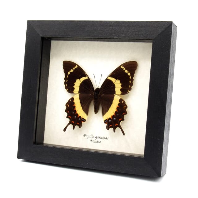 Rare black Magnificent Swallowtail butterfly framed taxidermy - Papilio garamas - Large female