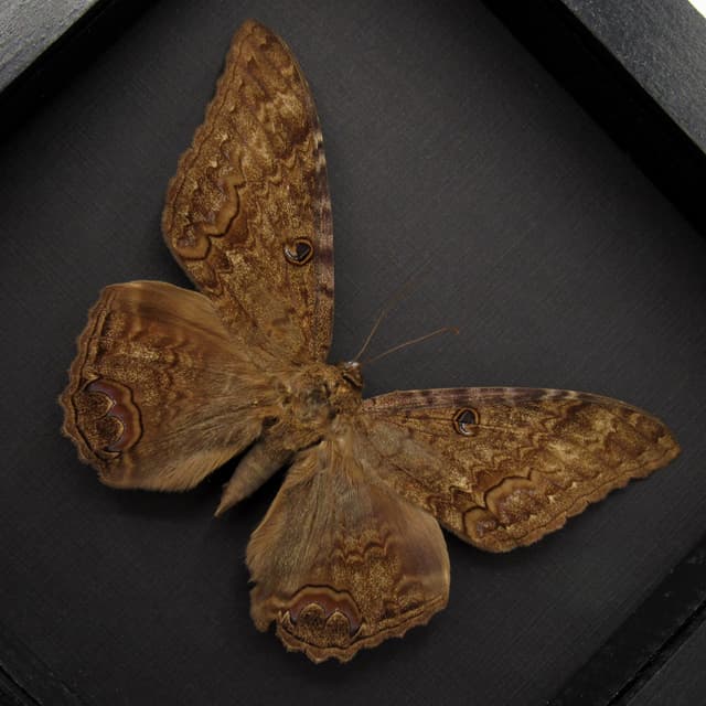 Real Black Witch moth framed taxidermy - Ascalapha odorata