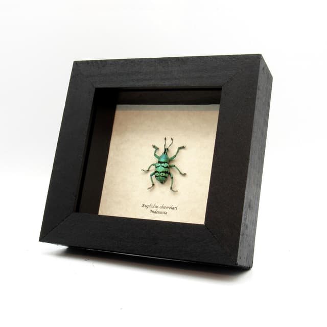 Real glitter Weevil framed taxidermy - Eupholus chevrolati