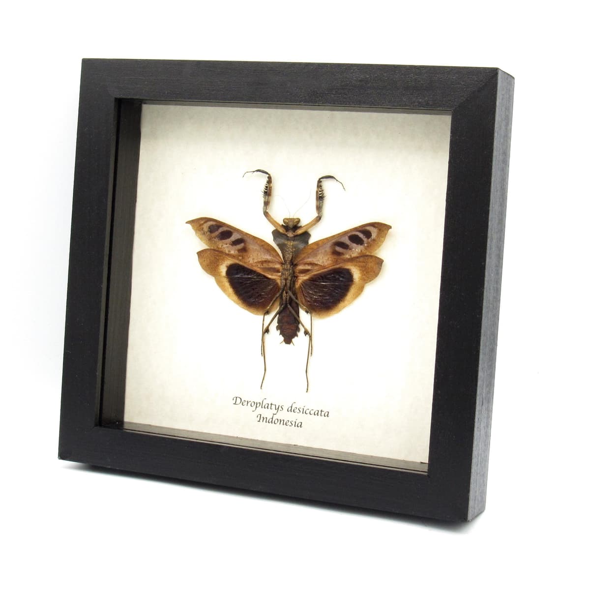 Real framed taxidermy praying mantis - Deroplatys desiccata