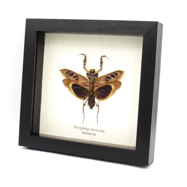 Real framed taxidermy praying mantis - Deroplatys desiccata