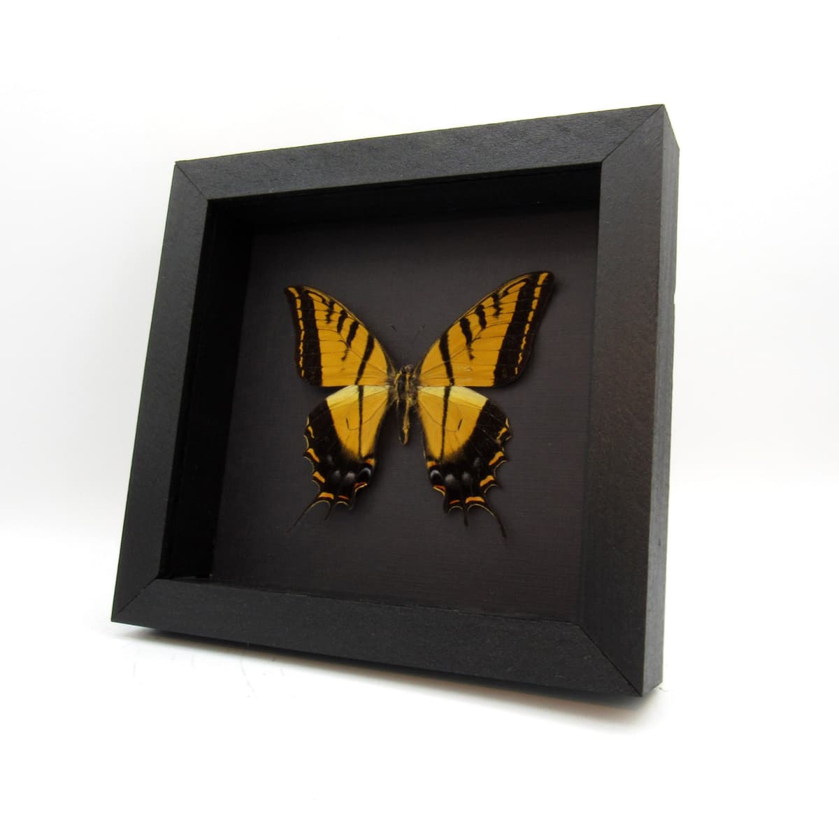 Rare large Two-Tailed Swallowtail framed - Papilio multicaudata grandiosus - minor damage