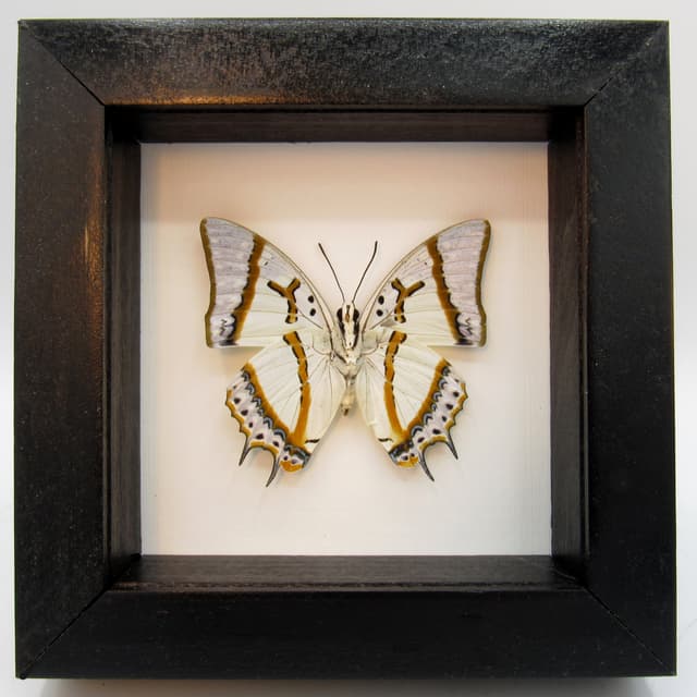 Real pearlescent butterfly framed taxidermy - Polyura eudamippus