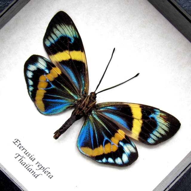 Real metallic day moth framed taxidermy - Eterusia repleta