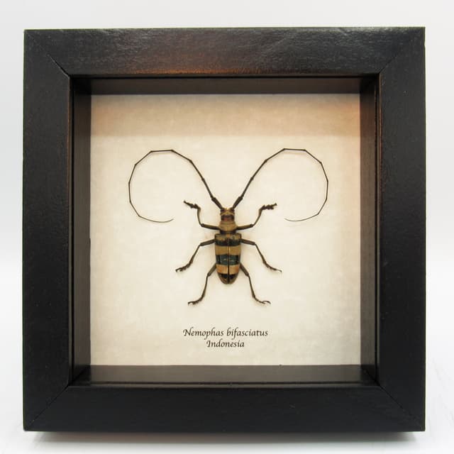 Real Longhorn Beetle framed taxidermy - Nemophas bigasciatus