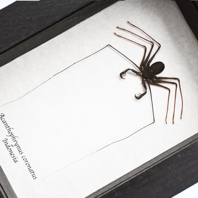 Real Giant Whip Scorpion framed taxidermy - Acanthophrynus coronatus