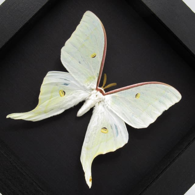 Rare Sweetheart Moonmoth framed taxidermy - Actias dulcinea - large