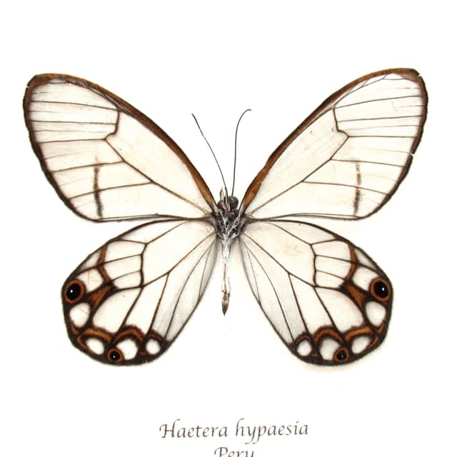 Real Glasswing butterfly framed taxidermy - Haetera hypaesia