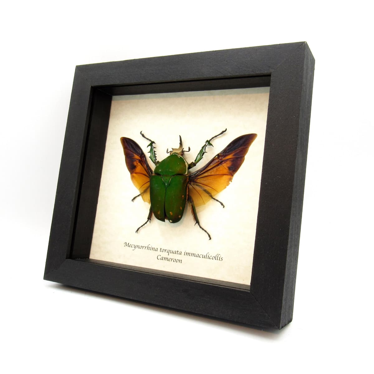 Real XL flower beetle framed taxidermy - Mecynorhina torquata immaculicollis