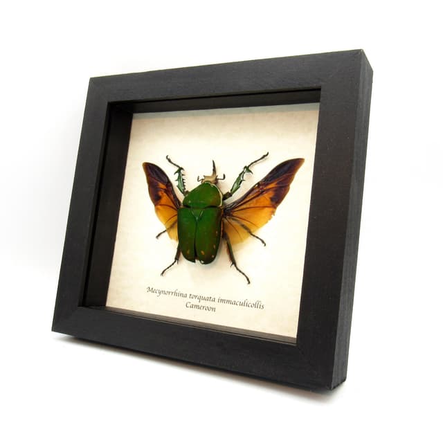 Real XL flower beetle framed taxidermy - Mecynorhina torquata immaculicollis