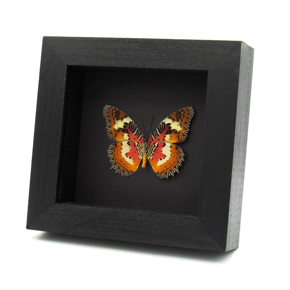 Real red Lacewing butterfly framed taxidermy - Cethosia hypsea
