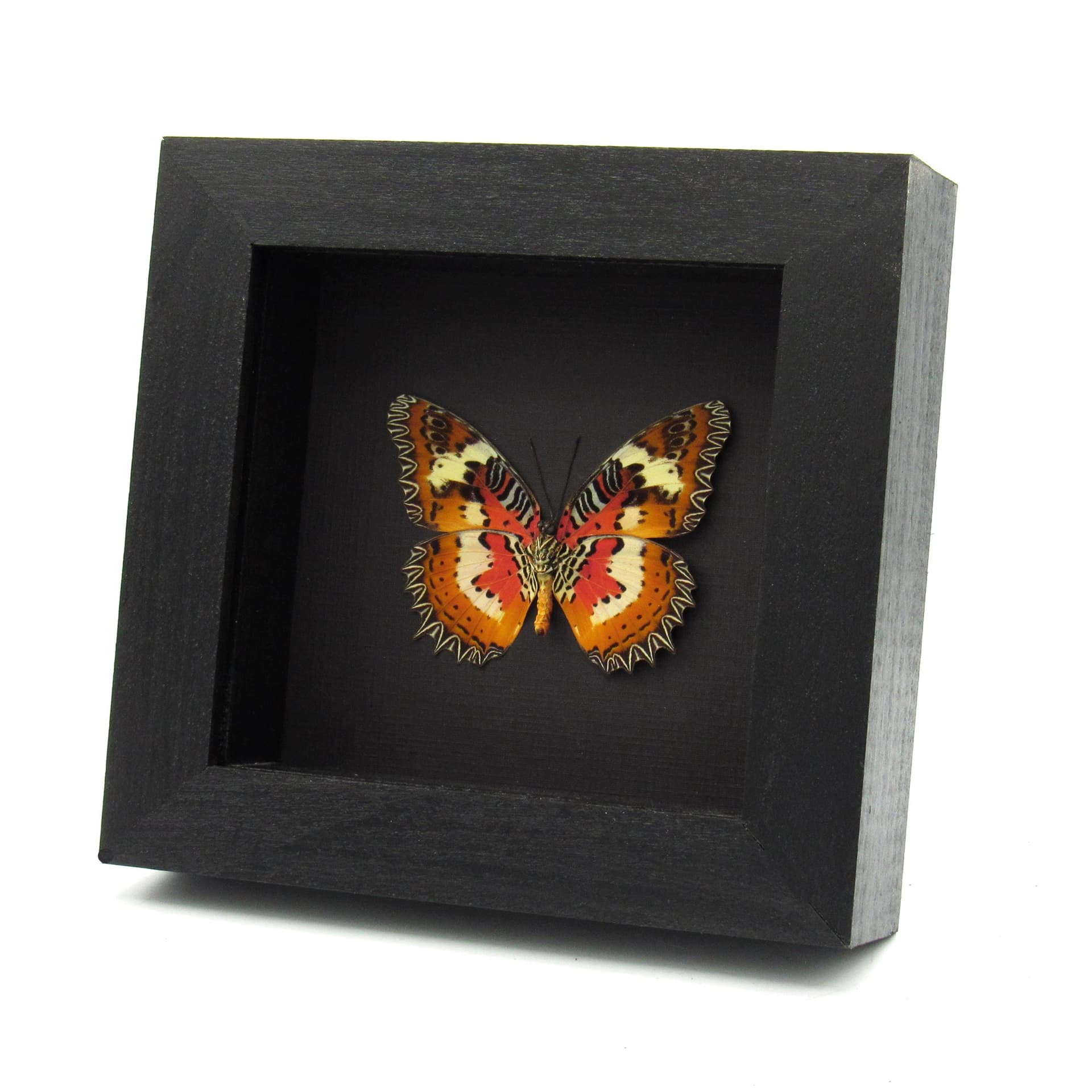 Real red Lacewing butterfly framed taxidermy - Cethosia hypsea