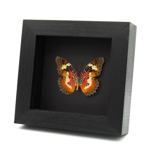 Real red Lacewing butterfly framed taxidermy - Cethosia hypsea