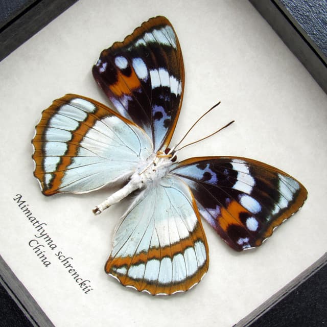 Real purple butterfly framed taxidermy - Mimathyma schrenckii