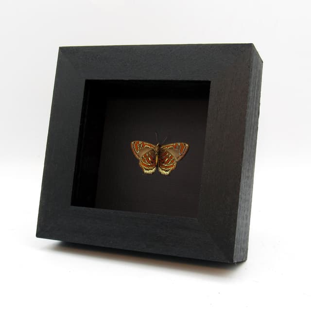Rare metallic red butterfly framed taxidermy - Hypochrysops polycletus - Victorian mount
