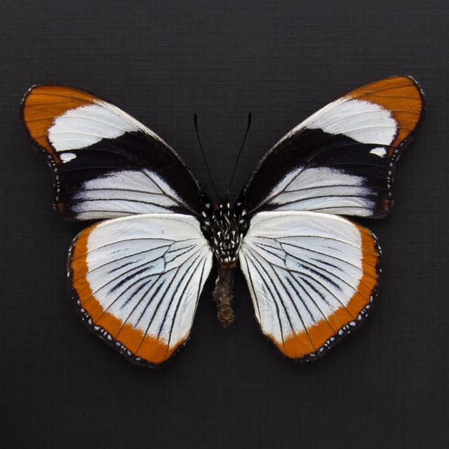 Rare Red Spot Diadem butterfly framed taxidermy - Hypolimnas usambara