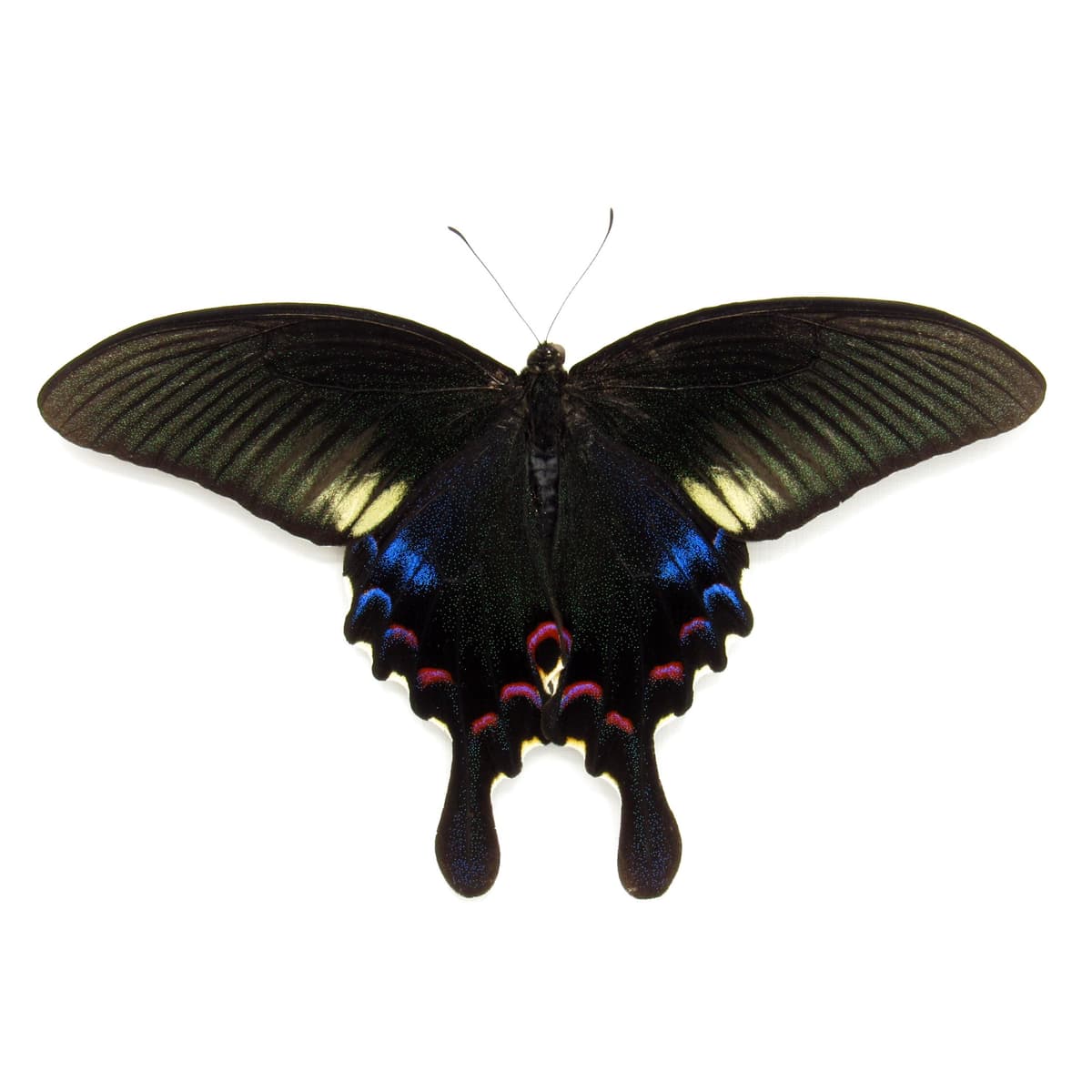 Real framed taxidermy Peacock Swallowtail butterfly - Papilio polyctor stockleyi - Victorian mount