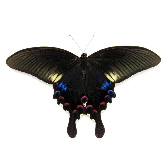 Real framed taxidermy Peacock Swallowtail butterfly - Papilio polyctor stockleyi - Victorian mount