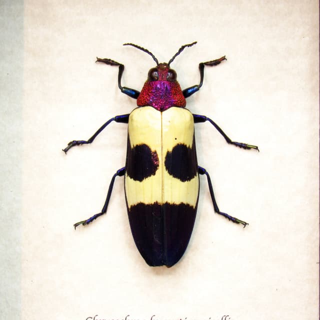 Real metallic purple beetle framed taxidermy - Chrysochroa buqueti rugicollis