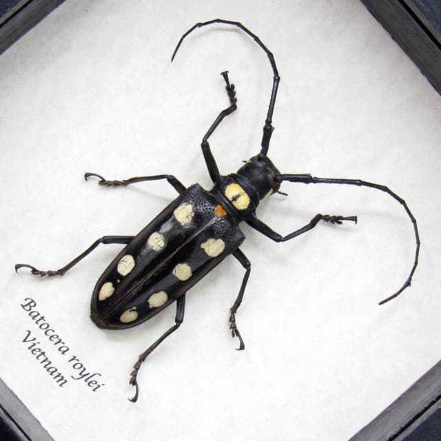 Real long horn beetle framed taxidermy - Batocera roylei