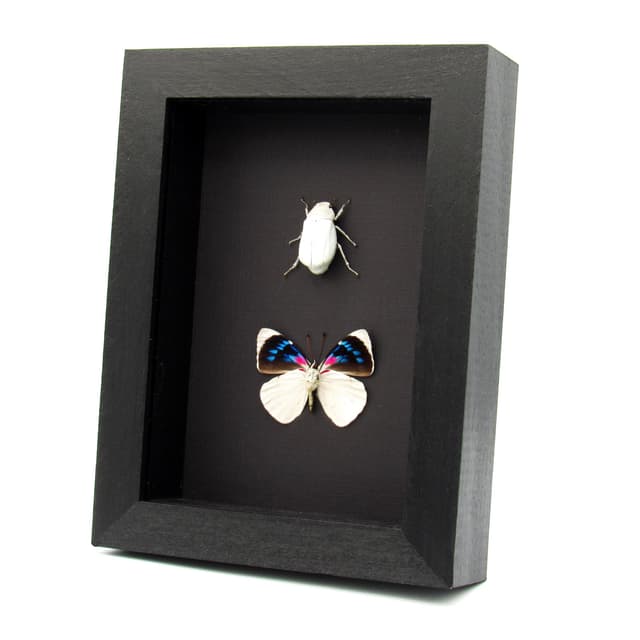 Real white beetle and butterfly framed taxidermy - Melolonthinae cyphochilus and Perisama bomplandii